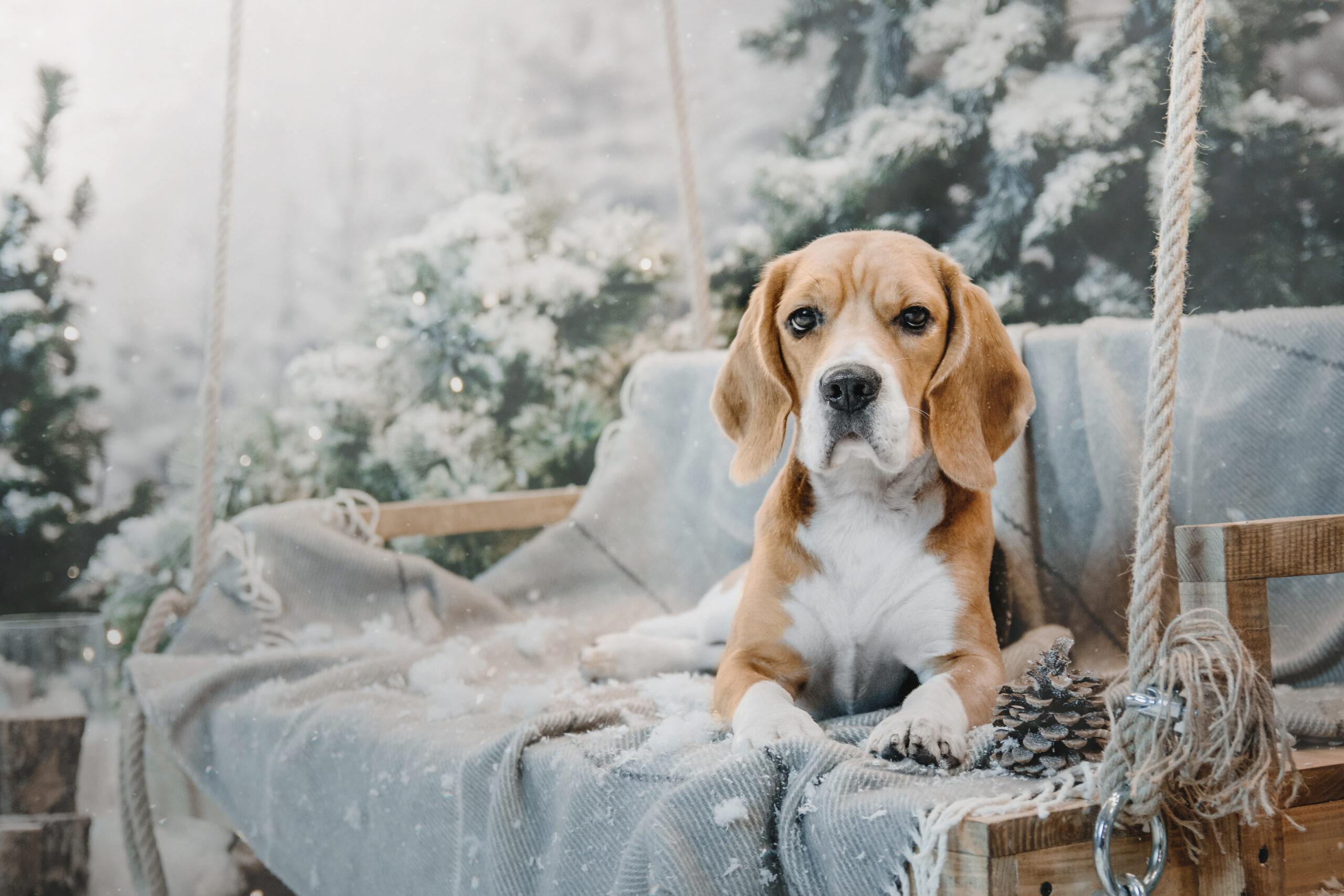 beagle dogs in winter with christmas trees holida 2025 04 01 22 34 06 utc scaled