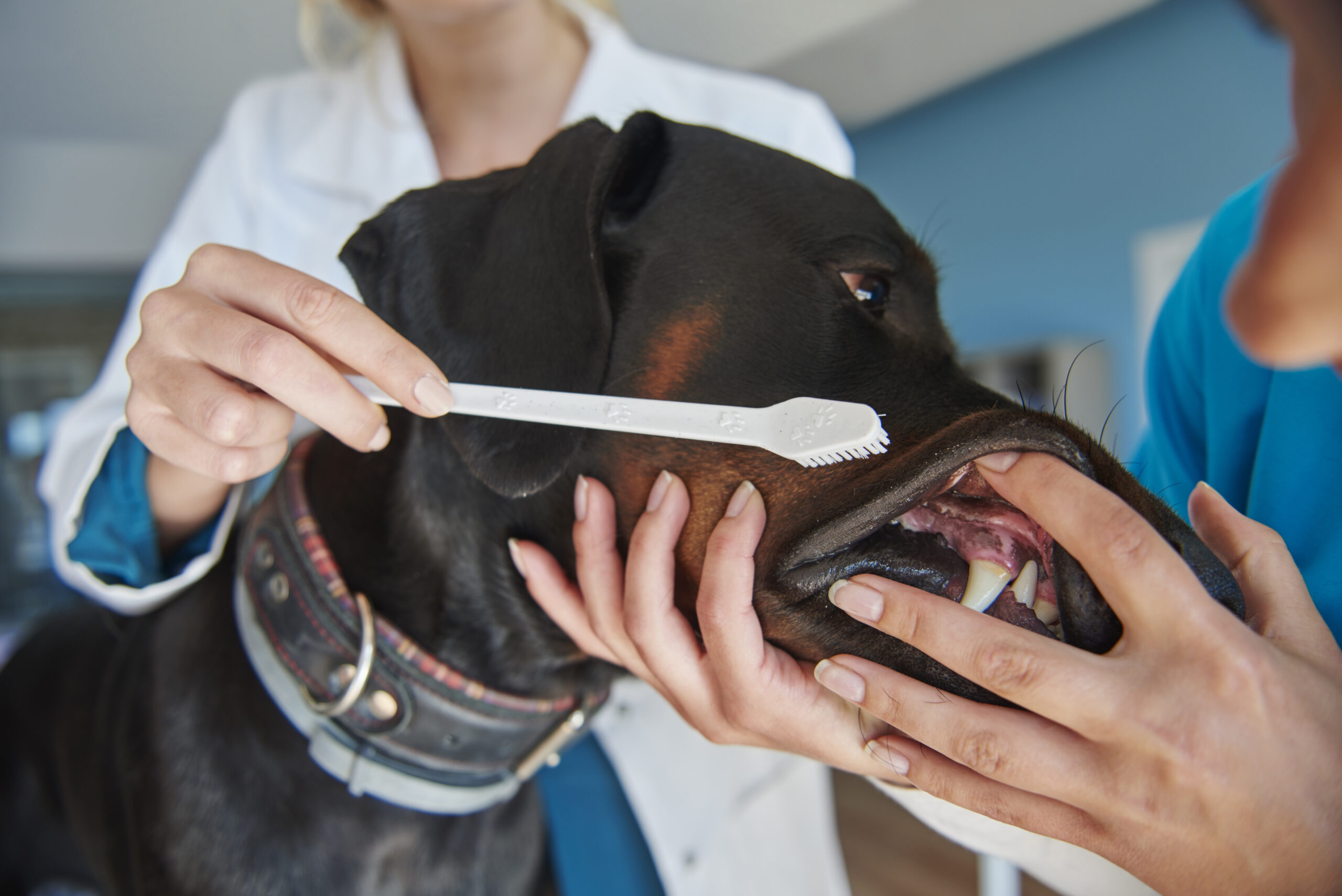 tooth brushing at the vet 2024 12 02 08 16 39 utc scaled