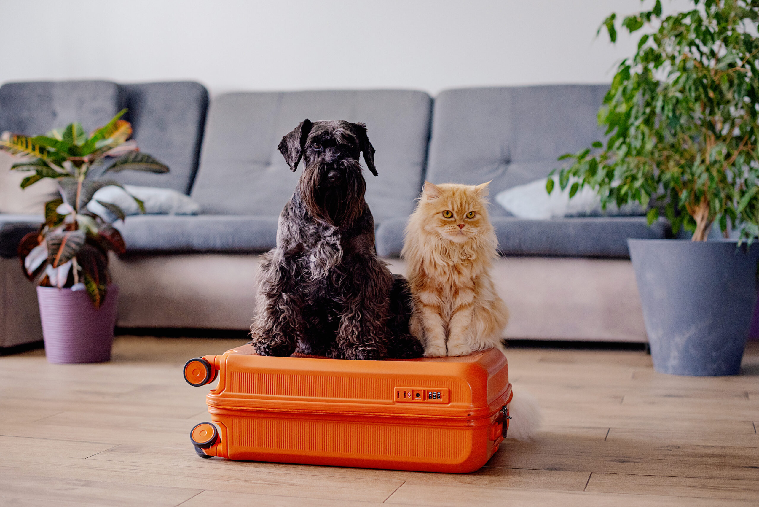 travel concept with funny dog and cat sitting on s 2025 03 08 22 44 48 utc scaled
