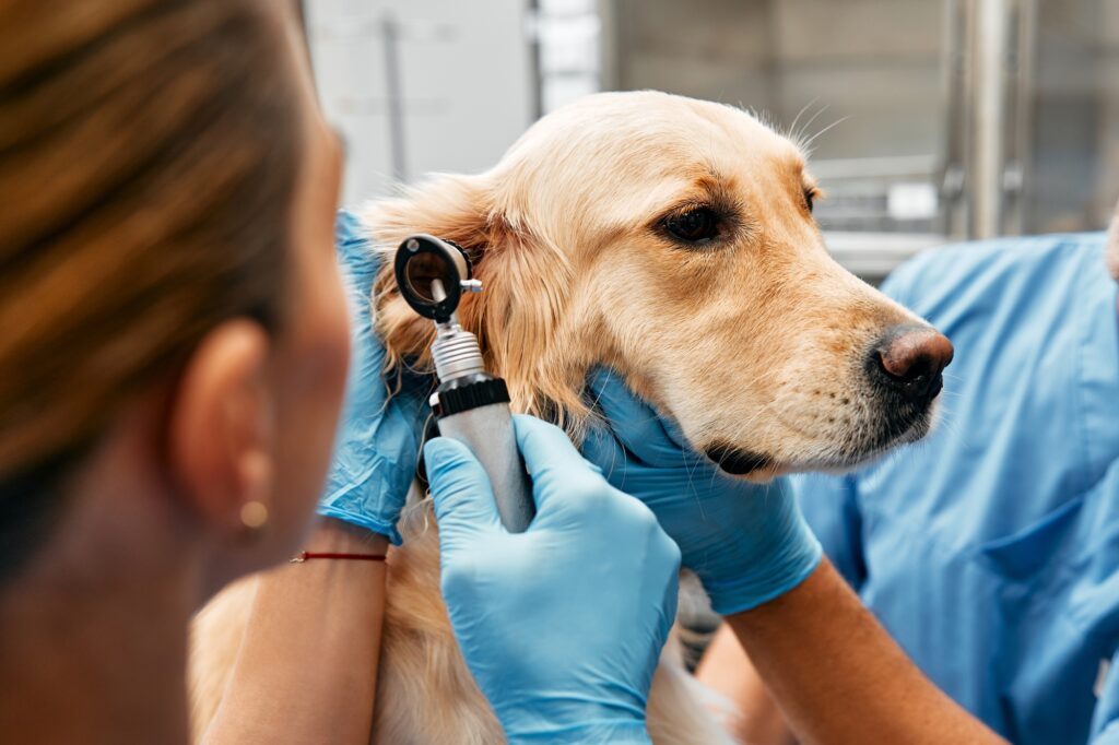 Animals for examination and treatment in the veterinary clinic