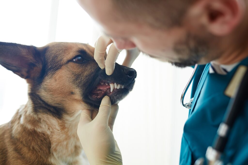 Checking teeth of dog
