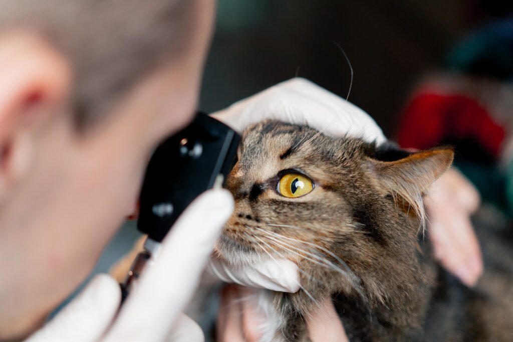 close-up in a veterinary clinic a veterinarian doctor checks the condition of the cat's eyes