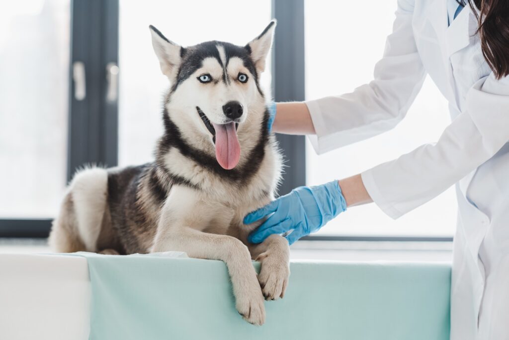 cropped image of female veterinarian examining husky in clinic