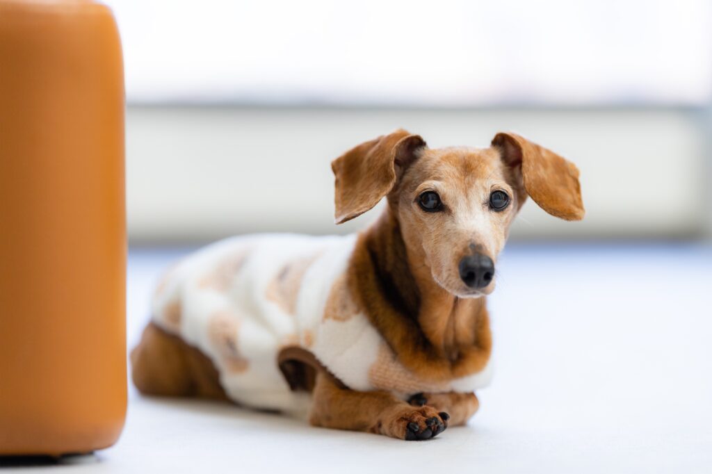 Dachshund dog with pajamas and lying on the floor at home