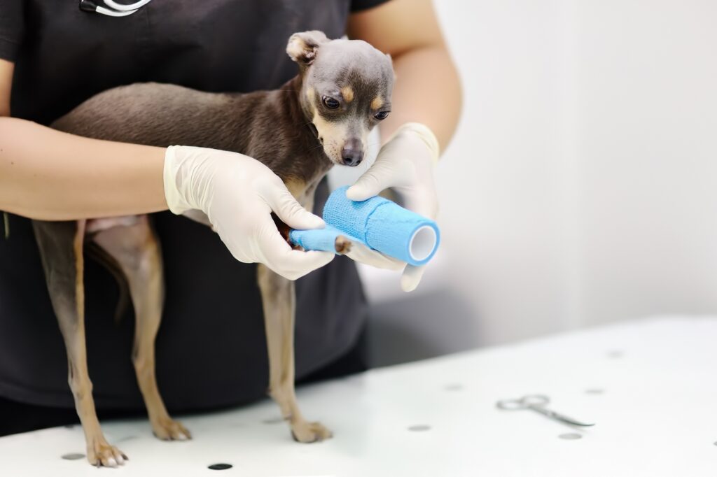 Female veterinarian doctor during the examination in veterinary clinic