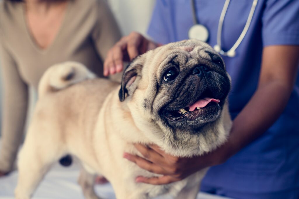 Pet pug in a veterinary clinic