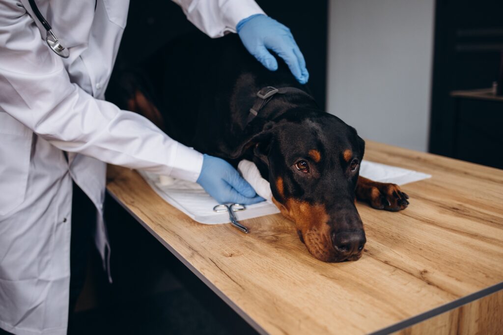 Young man veterinarian examining dog on table in veterinary clinic.