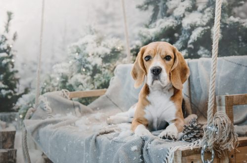 beagle dogs in winter with christmas trees holida 2025 04 01 22 34 06 utc scaled beagle dogs in winter with christmas trees holida 2025 04 01 22 34 06 utc scaled