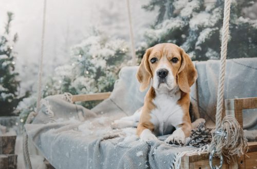 beagle dogs in winter with christmas trees holida 2025 04 01 22 34 06 utc scaled