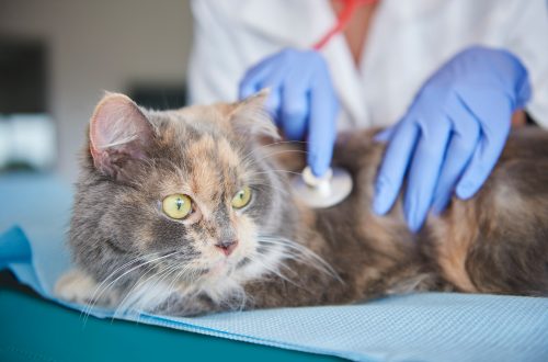 cat being examined at the vet