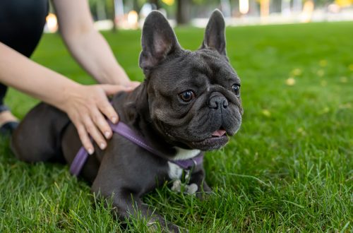 the hands of the owner hold the french bulldog so 2025 03 09 02 46 28 utc scaled