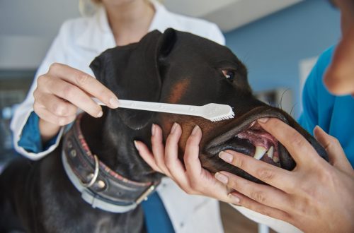 tooth brushing at the vet 2024 12 02 08 16 39 utc scaled tooth brushing at the vet 2024 12 02 08 16 39 utc scaled