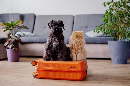 travel concept with funny dog and cat sitting on s 2025 03 08 22 44 48 utc scaled travel concept with funny dog and cat sitting on s 2025 03 08 22 44 48 utc scaled