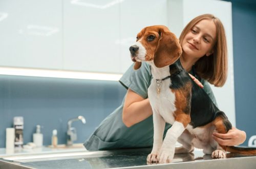 woman veterinarian is with dog in the clinic